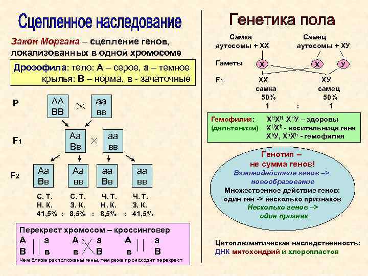 Закон Моргана – сцепление генов, локализованных в одной хромосоме Дрозофила: тело: А – серое,