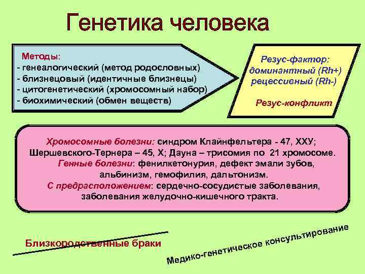 Методы: - генеалогический (метод родословных) - близнецовый (идентичные близнецы) - цитогенетический (хромосомный набор) -