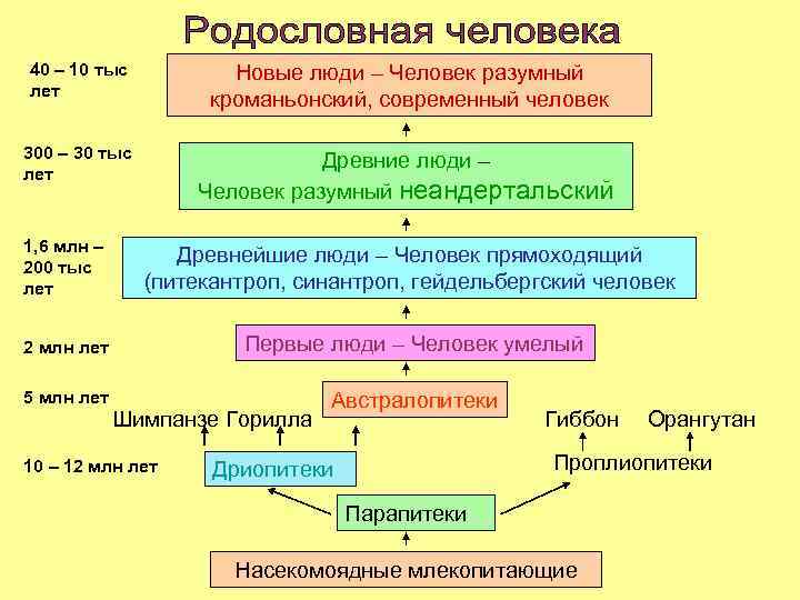 40 – 10 тыс лет Новые люди – Человек разумный кроманьонский, современный человек 300