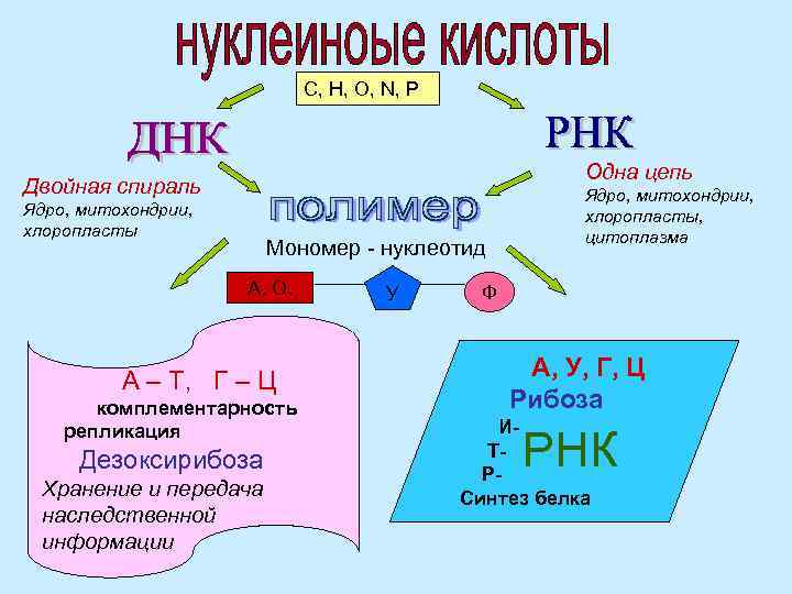 C, H, O, N, P Одна цепь Двойная спираль Ядро, митохондрии, хлоропласты Мономер -
