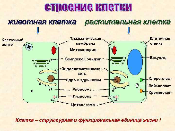 Клеточный центр Плазматическая мембрана Клеточная стенка Митохондрия Комплекс Гольджи Вакуоль Эндоплазматическая сеть Ядро с