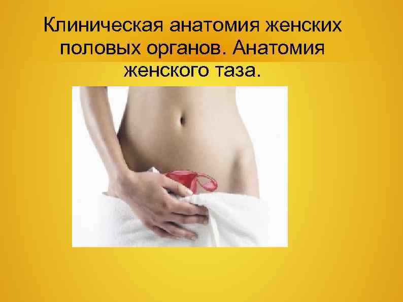 Клиническая анатомия женских половых органов. Анатомия женского таза. 