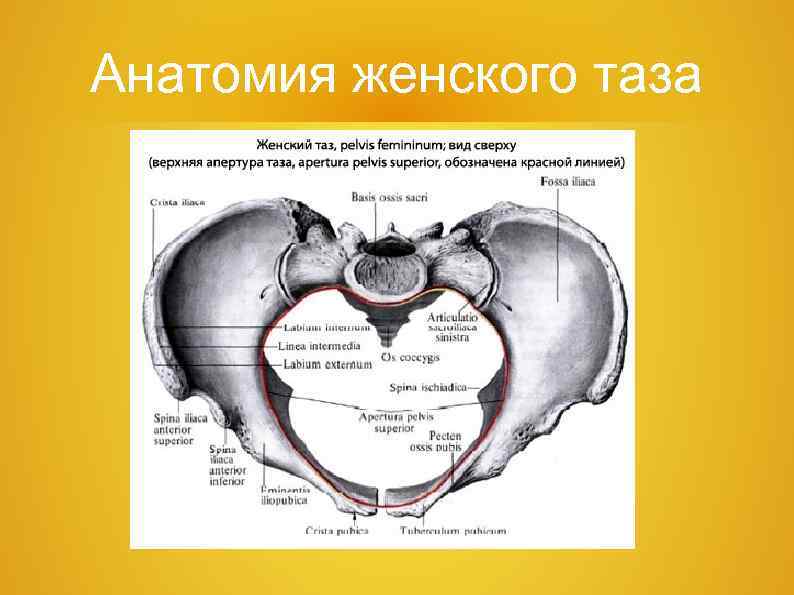 Анатомия женского таза 