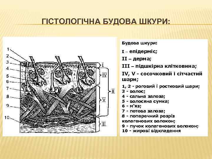 ГІСТОЛОГІЧНА БУДОВА ШКУРИ: Будова шкури: I епідерміс; II дерма; III підшкірна клітковина; IV, V