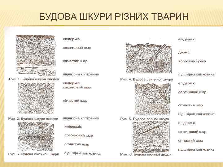 БУДОВА ШКУРИ РІЗНИХ ТВАРИН 