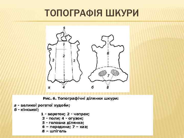 ТОПОГРАФІЯ ШКУРИ Рис. 6. Топографічні ділянки шкури: а - великої рогатої худоби; б -