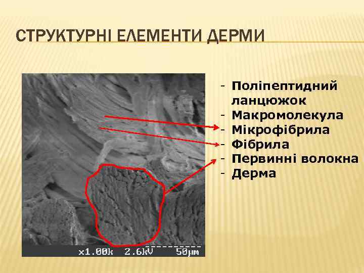 СТРУКТУРНІ ЕЛЕМЕНТИ ДЕРМИ - Поліпептидний ланцюжок - Макромолекула - Мікрофібрила - Фібрила - Первинні