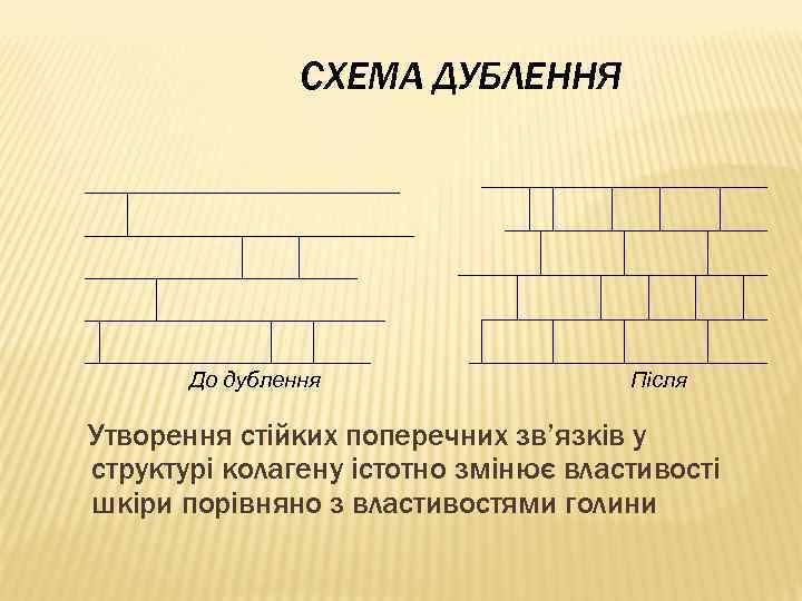 СХЕМА ДУБЛЕННЯ До дублення Після Утворення стійких поперечних зв’язків у структурі колагену істотно змінює