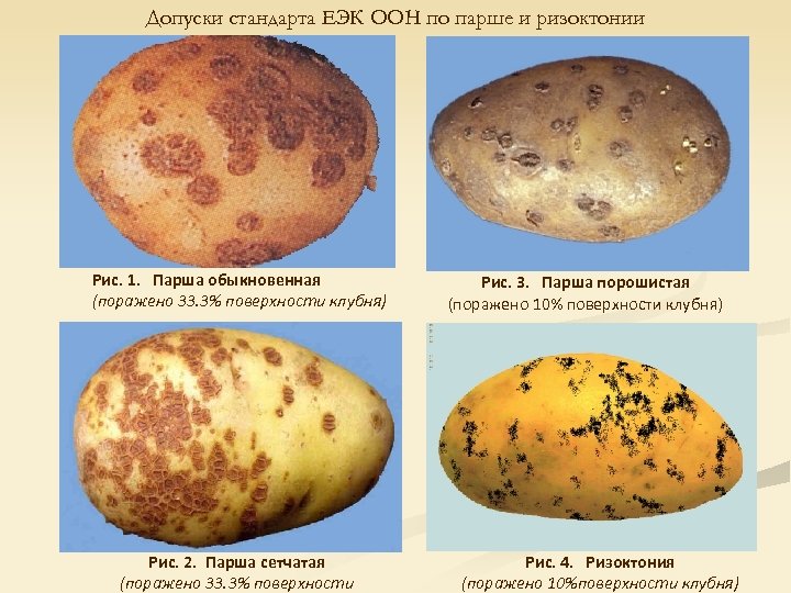 Клубень картофеля на раннем этапе своего развития