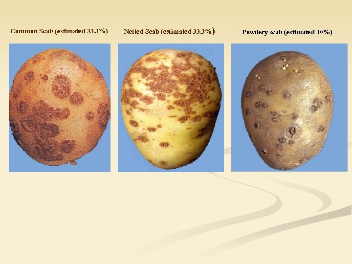 Common Scab (estimated 33. 3%) Netted Scab (estimated 33. 3%) Powdery scab (estimated 10%)