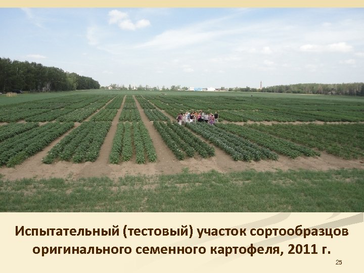 Испытательный (тестовый) участок сортообразцов оригинального семенного картофеля, 2011 г. 25 