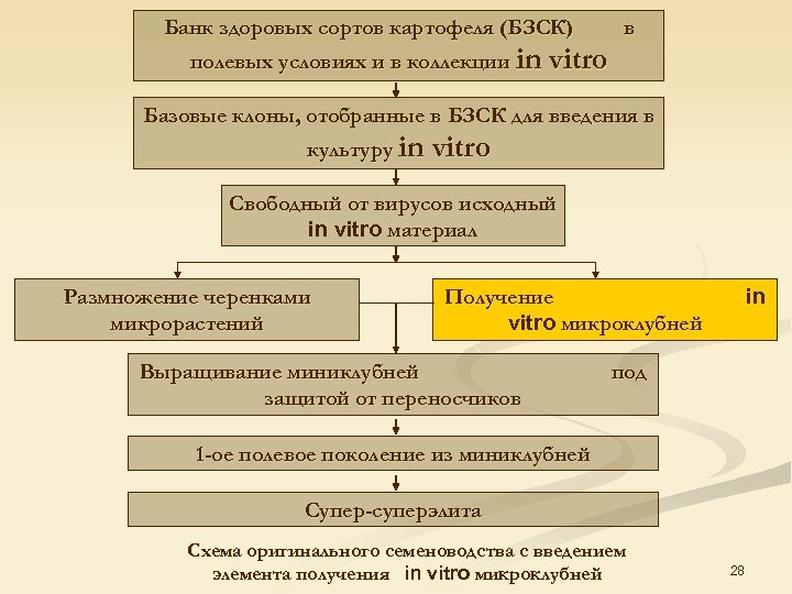 Банк здоровых сортов картофеля (БЗСК) в полевых условиях и в коллекции in vitro Базовые
