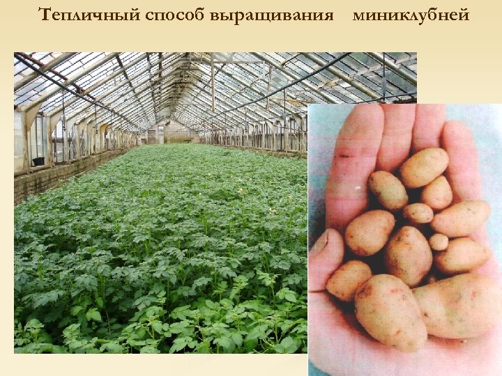 Тепличный способ выращивания миниклубней 30 