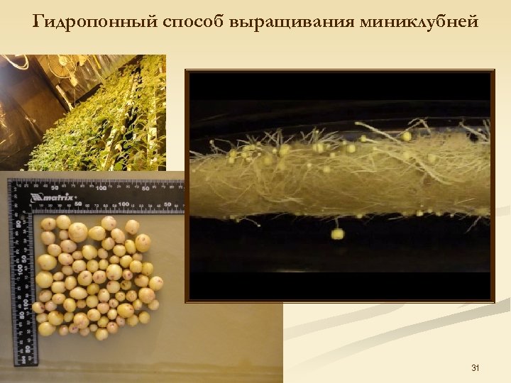 Гидропонный способ выращивания миниклубней 31 
