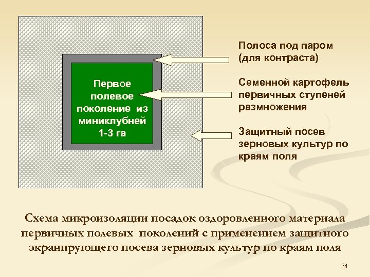 Полоса под паром (для контраста) Первое полевое поколение из миниклубней 1 -3 га Семенной