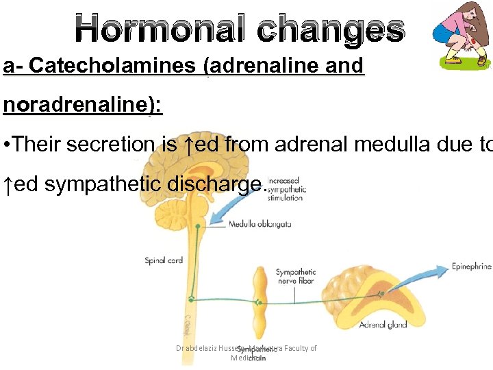 Hormonal changes a- Catecholamines (adrenaline and noradrenaline): • Their secretion is ↑ed from adrenal