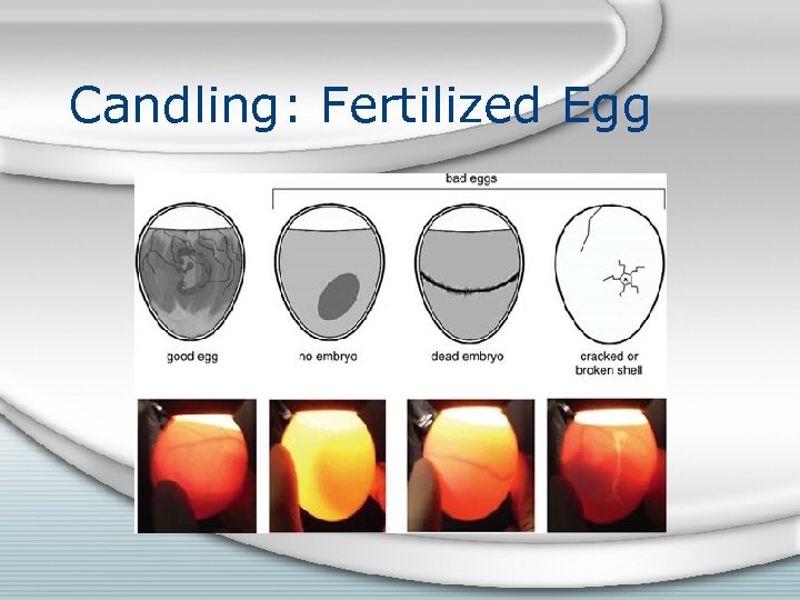 Candling: Fertilized Egg 