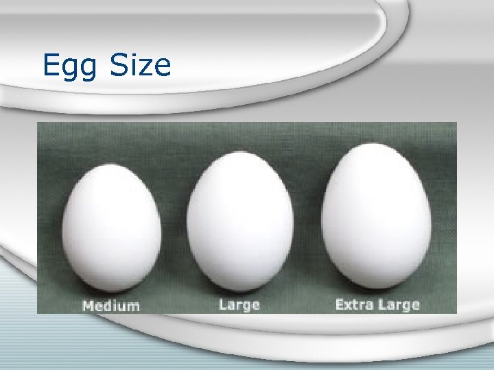 Egg Size 