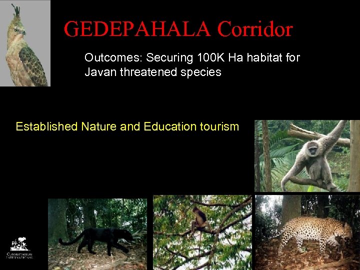 GEDEPAHALA Corridor Outcomes: Securing 100 K Ha habitat for Javan threatened species Established Nature