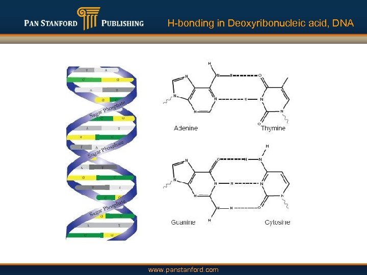 H-bonding in Deoxyribonucleic acid, DNA www. panstanford. com 