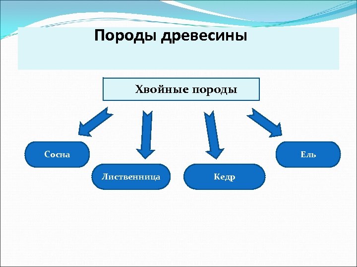  Породы древесины Хвойные породы Сосна Ель Лиственница Кедр 