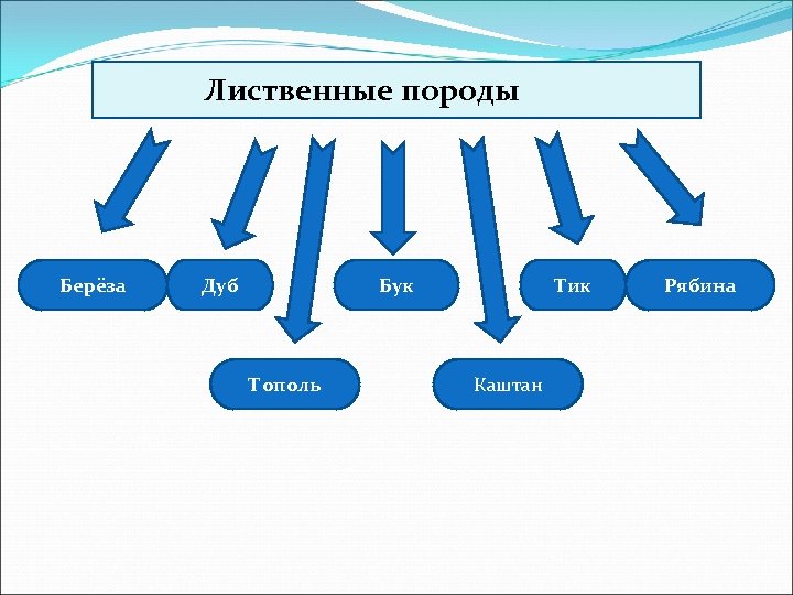  Лиственные породы Берёза Дуб Бук Тополь Тик Каштан Рябина 