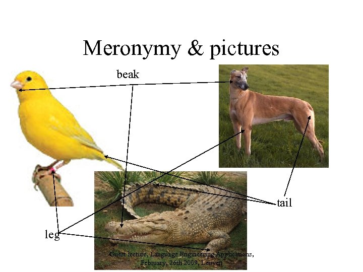 Meronymy & pictures beak tail leg Guest lecture, Language Engineering Applications, February, 26 th