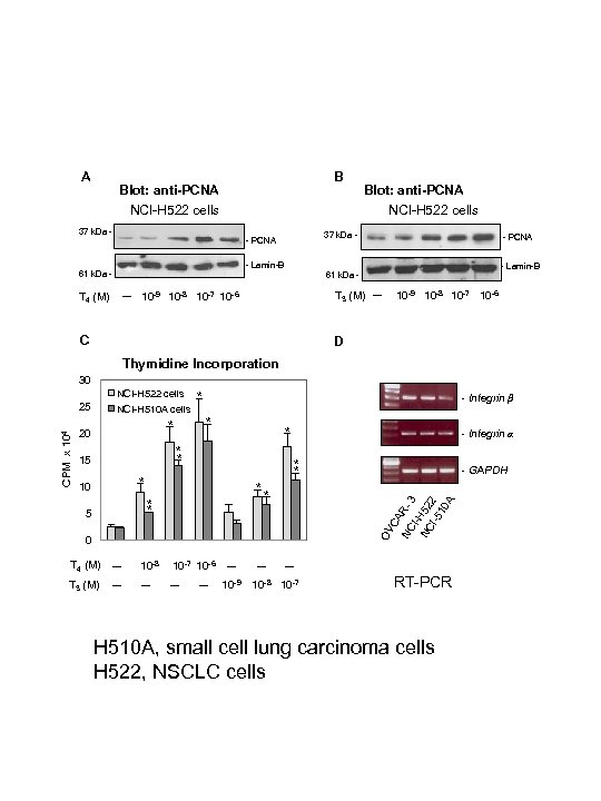 A B Blot: anti-PCNA NCI-H 522 cells 37 k. Da - - PCNA -