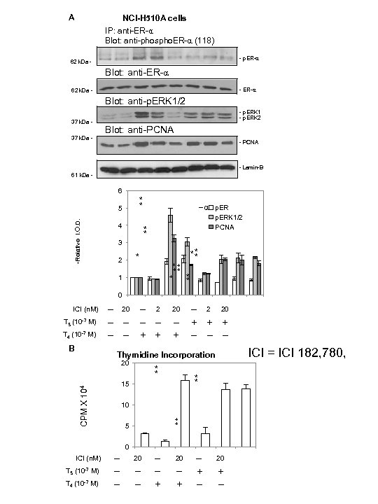 A NCI-H 510 A cells IP: anti-ER-α Blot: anti-phospho. ER-a (118) - p. ER-a