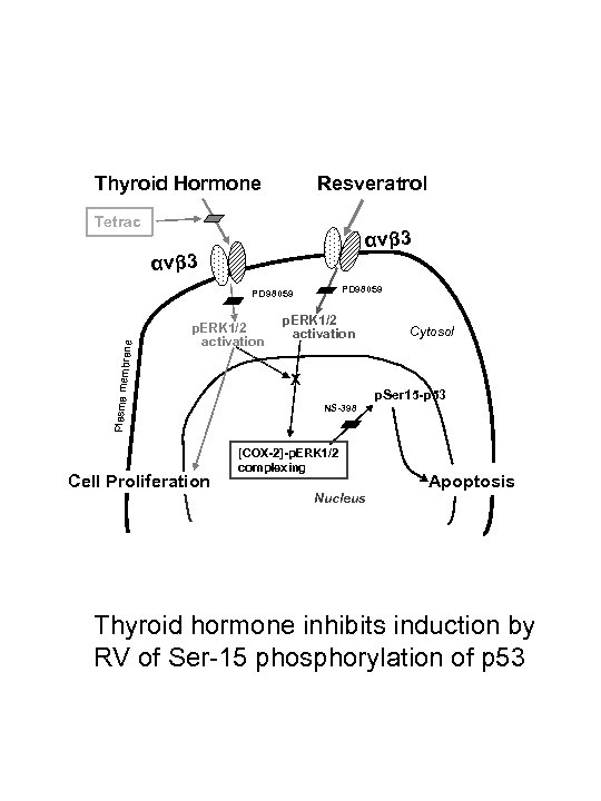 Thyroid Hormone Resveratrol Tetrac α vβ 3 PD 98059 p. ERK 1/2 activation Plasma