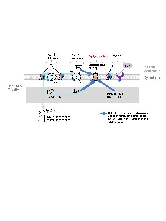 Na+, K+ ATPase Na+/H+ antiporter T 4 p. He K+ Chemotherapeutic agent efflux EGFR