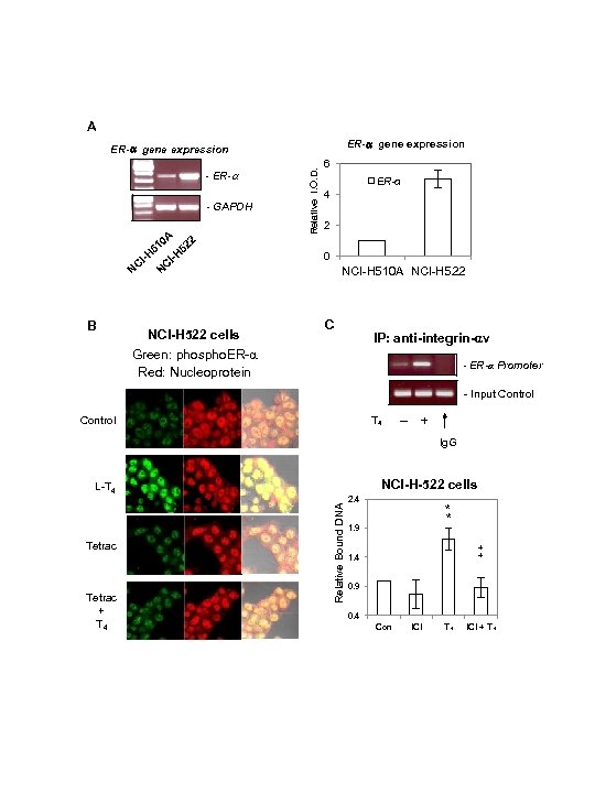 A ER-a gene expression - ER-a - GAPDH 5 -H I NC B A