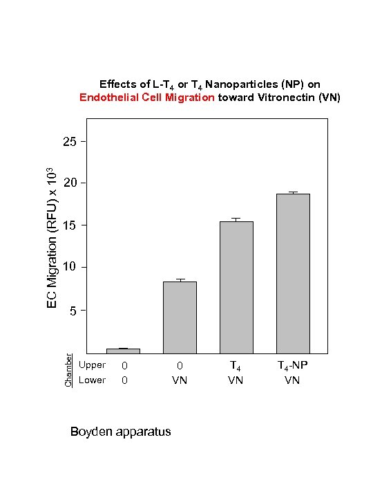 Effects of L-T 4 or T 4 Nanoparticles (NP) on Endothelial Cell Migration toward