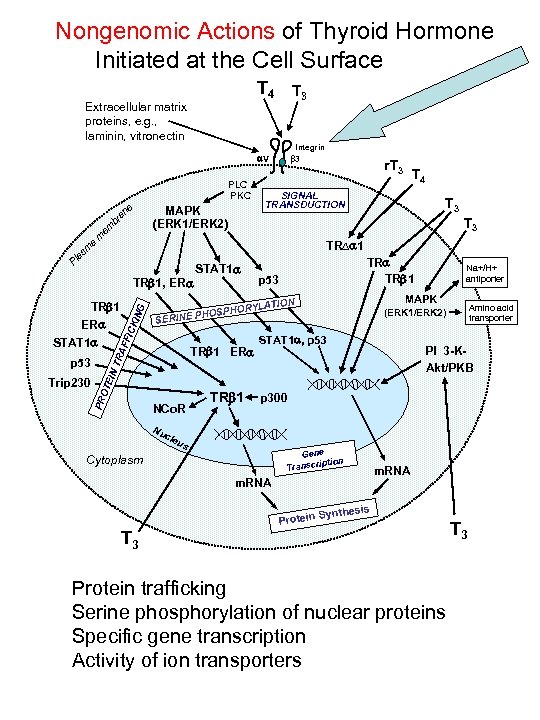 Nongenomic Actions of Thyroid Hormone Initiated at the Cell Surface T 4 T 3
