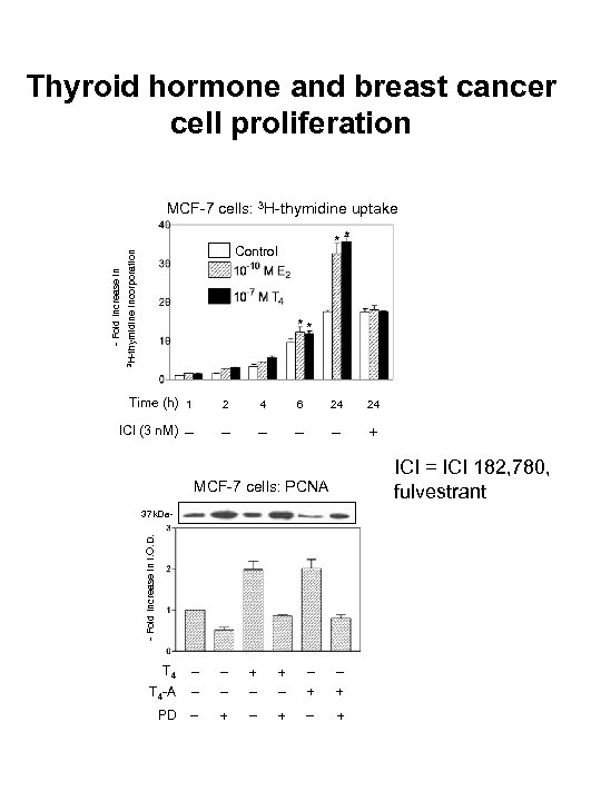 Thyroid hormone and breast cancer cell proliferation MCF-7 cells: 3 H-thymidine uptake ** 3