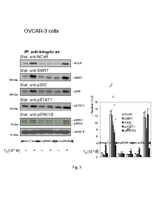 OVCAR-3 cells IP: anti-integrin αv Blot: anti-NCo. R - NCo. R Blot: anti-SMRT -