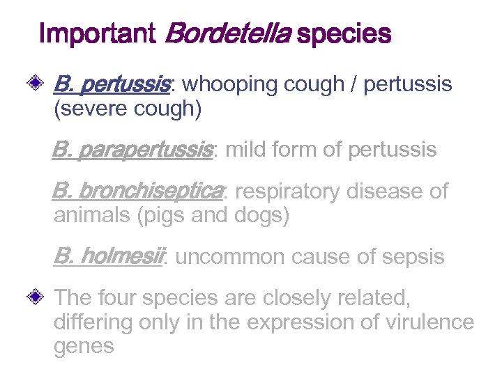 Important Bordetella species B. pertussis: whooping cough / pertussis (severe cough) B. parapertussis: mild