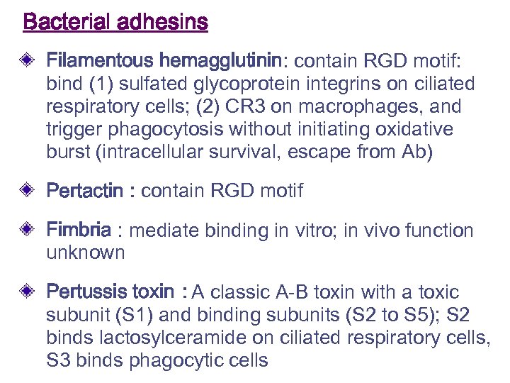 Bacterial adhesins Filamentous hemagglutinin: contain RGD motif: bind (1) sulfated glycoprotein integrins on ciliated