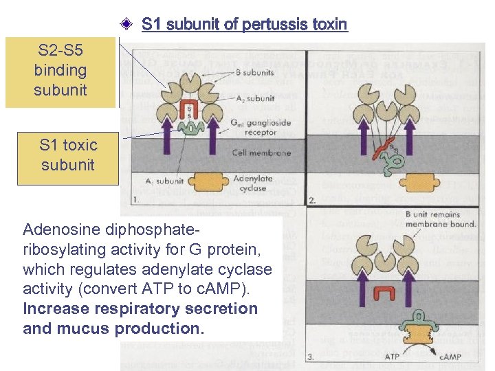 S 1 subunit of pertussis toxin S 2 -S 5 binding subunit S 1