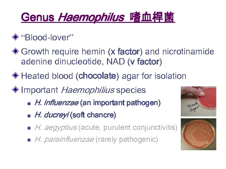 Genus Haemophilus 嗜血桿菌 “Blood-lover” Growth require hemin (x factor) and nicrotinamide adenine dinucleotide, NAD