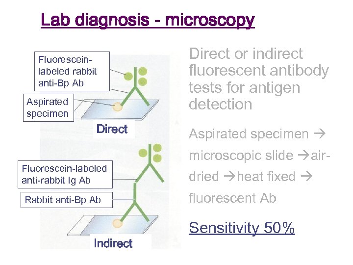 Lab diagnosis - microscopy Fluoresceinlabeled rabbit anti-Bp Ab Aspirated specimen Direct Fluorescein-labeled anti-rabbit Ig