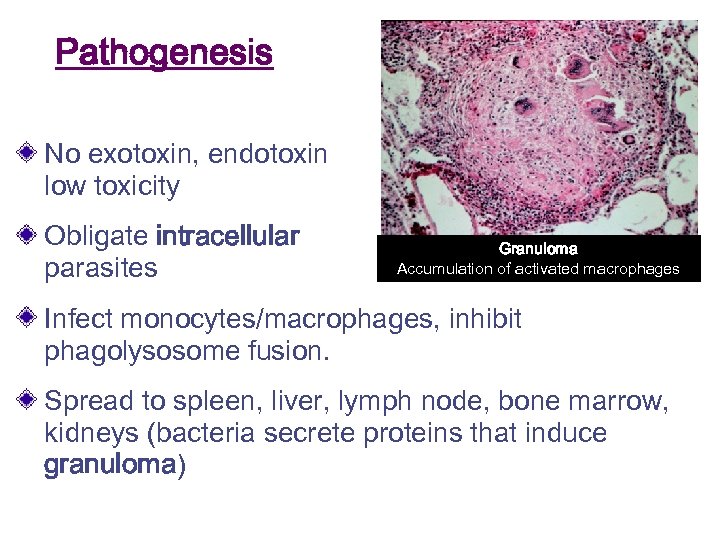 Pathogenesis No exotoxin, endotoxin low toxicity Obligate intracellular parasites Granuloma Accumulation of activated macrophages