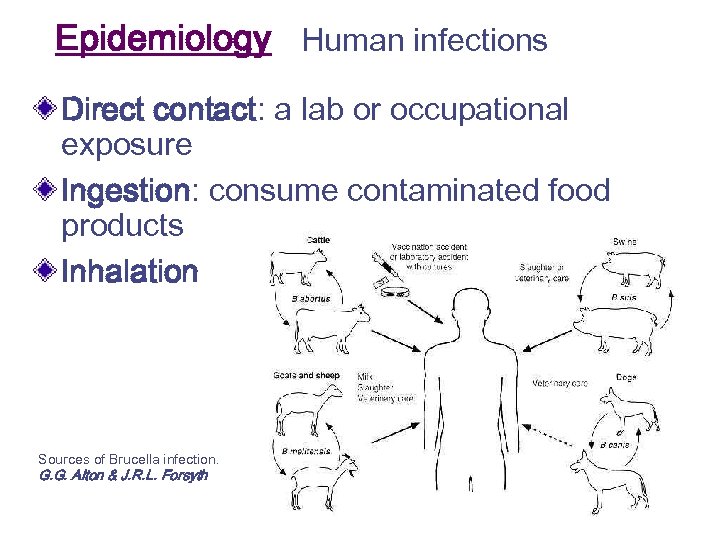 Epidemiology Human infections Direct contact: a lab or occupational exposure Ingestion: consume contaminated food