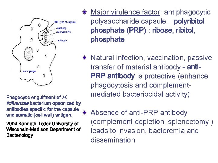 Major virulence factor: antiphagocytic polysaccharide capsule – polyribitol phosphate (PRP) : ribose, ribitol, phosphate