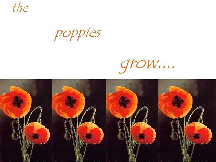 the poppies grow. . 