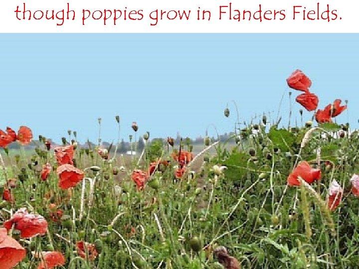 though poppies grow in Flanders Fields. 