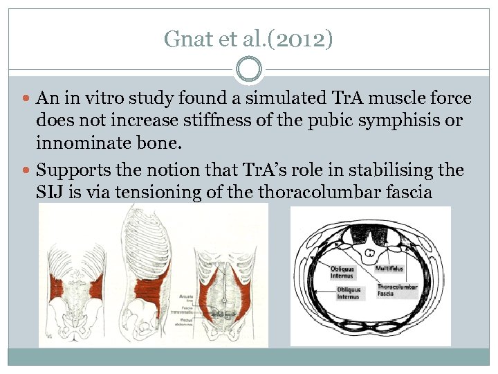 Gnat et al. (2012) An in vitro study found a simulated Tr. A muscle