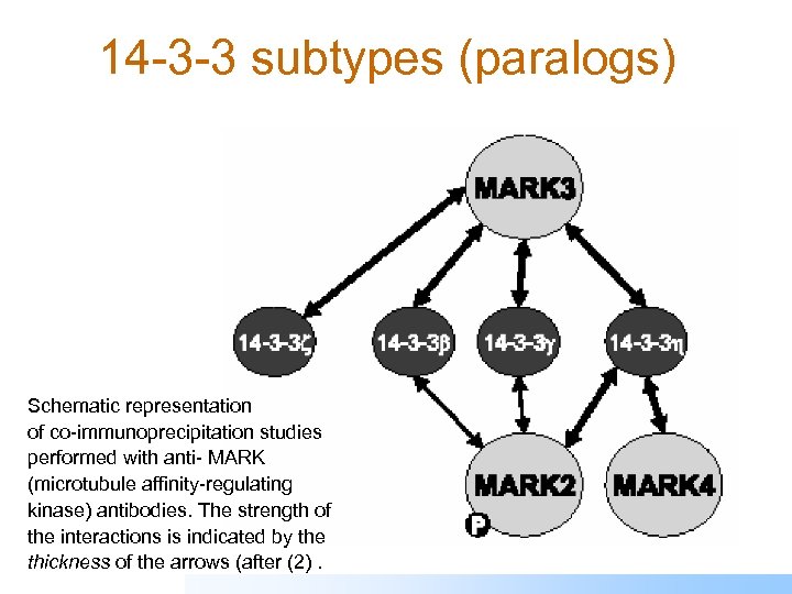 14 -3 -3 subtypes (paralogs) Schematic representation of co-immunoprecipitation studies performed with anti- MARK