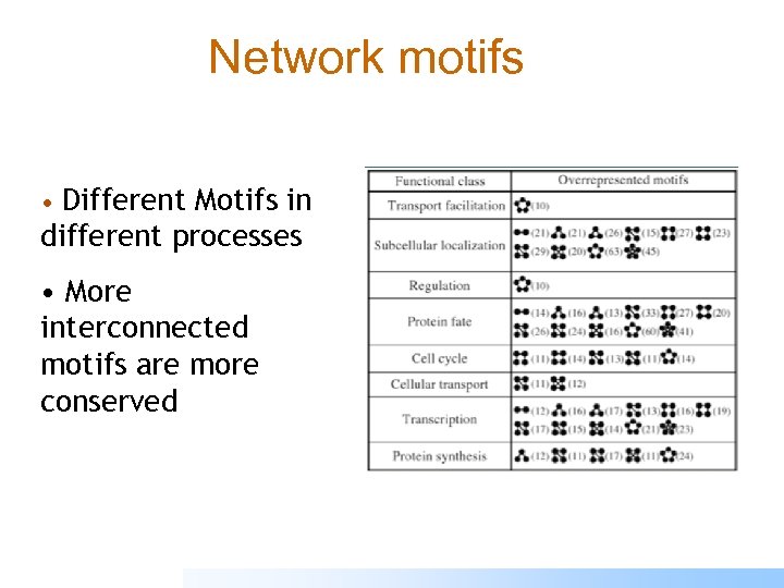 Network motifs • Different Motifs in different processes • More interconnected motifs are more