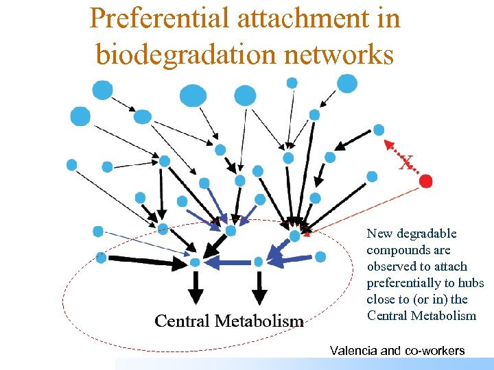 Preferential attachment in biodegradation networks New degradable compounds are observed to attach preferentially to